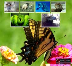 hayvanlar alemi-3a7.jpg